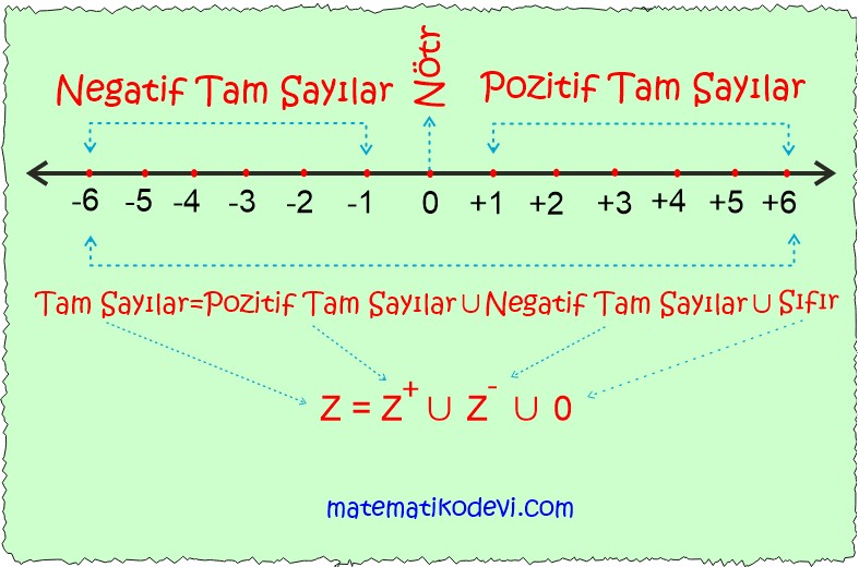 Tam sayilari tanir ve sayi dogrusunda gosterir.2